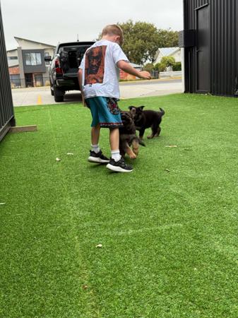 German Shepherd Dog for sale by VONJATT