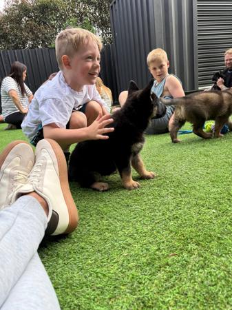 German Shepherd Dog for sale by VONJATT