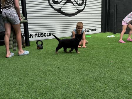 German Shepherd Dog for sale by VONJATT