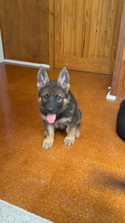 German Shepherd Dog for sale by VONJATT
