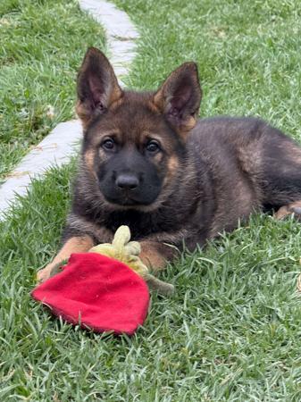 German Shepherd Dog for sale by VONJATT