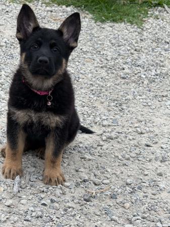 German Shepherd Dog for sale by VONJATT