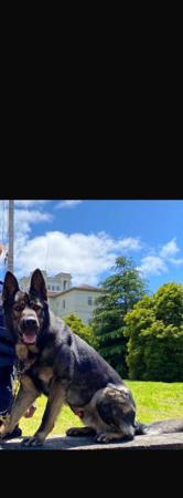 German Shepherd Dog for sale by VONJATT