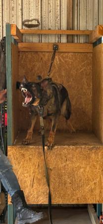 German Shepherd Dog for sale by VONJATT