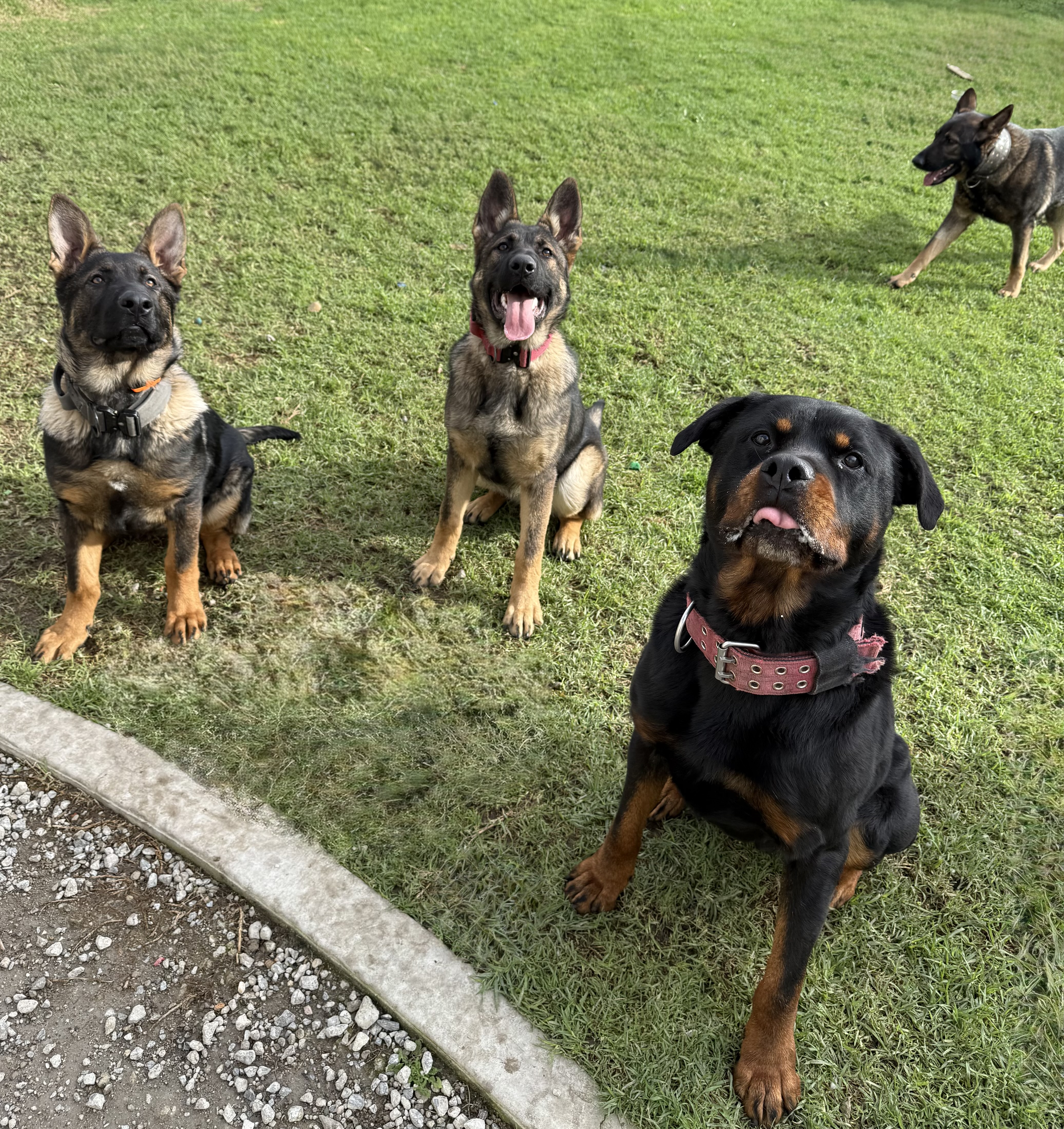 German Shepherd Dog for sale by VONJATT