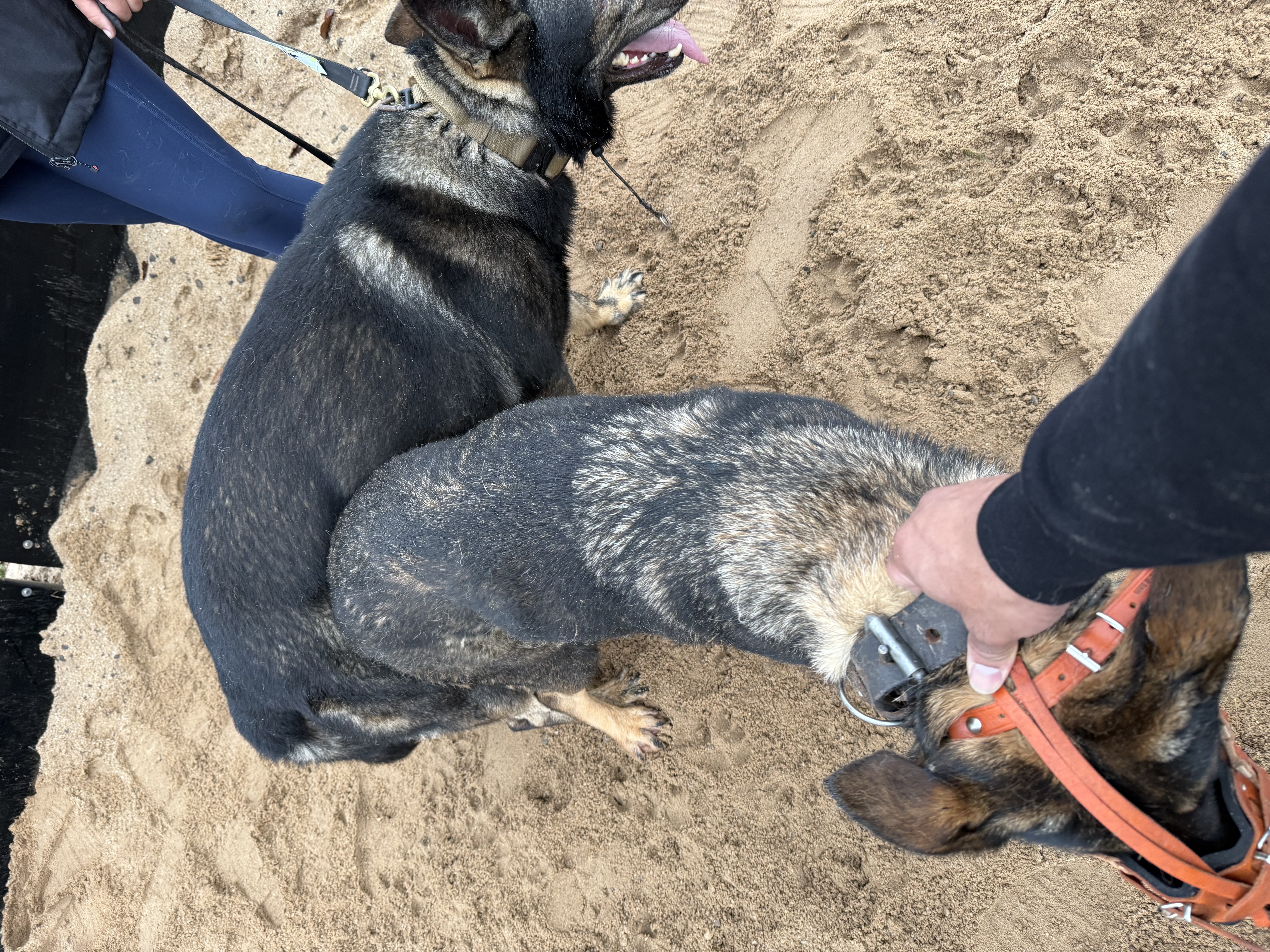 German Shepherd Dog for sale by VONJATT