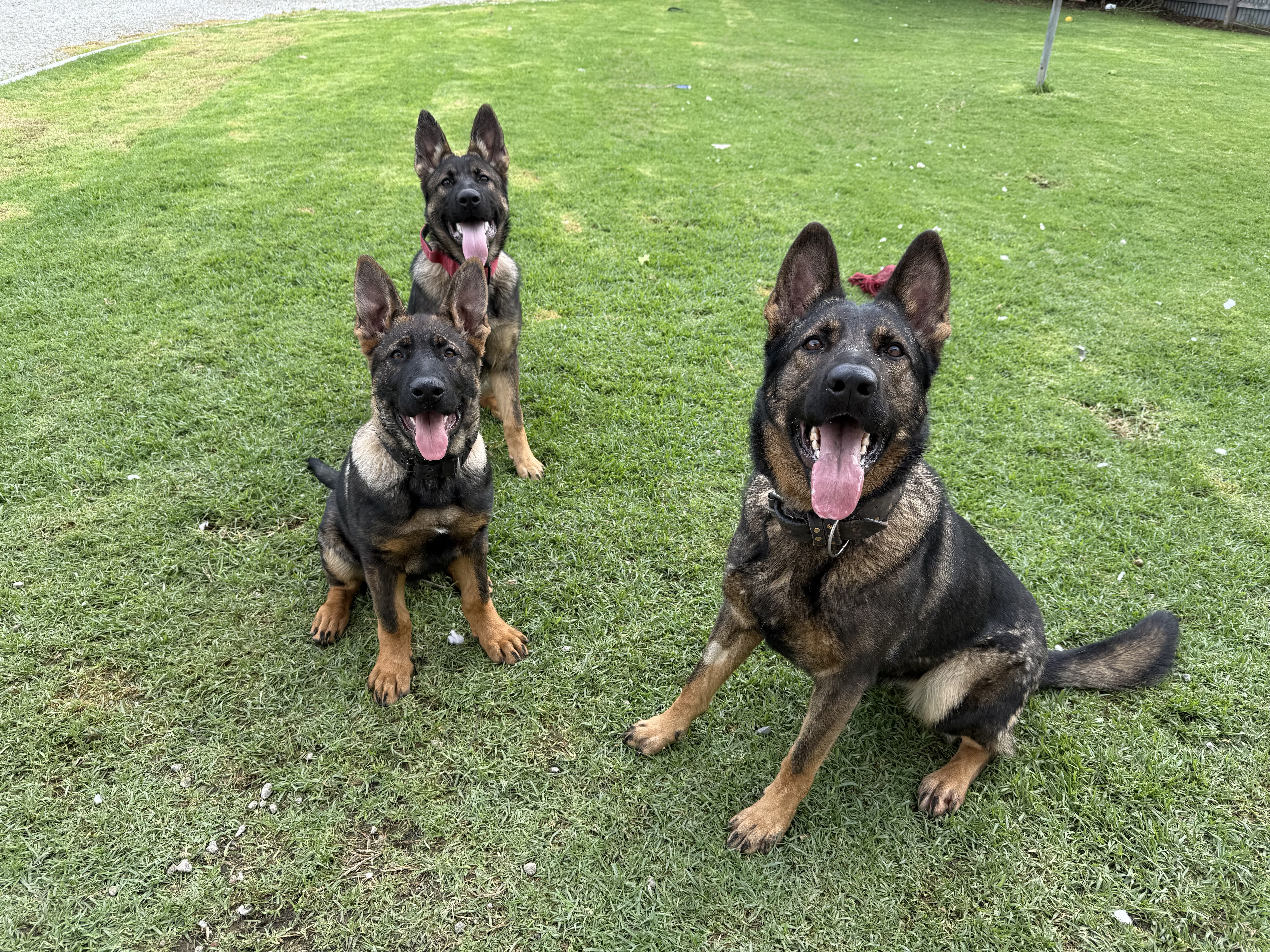 German Shepherd Dog for sale by VONJATT