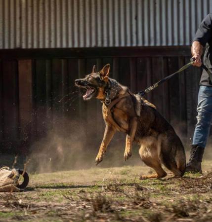 German Shepherd Dog puppy for sale by VONJATT