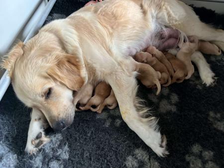 Golden Retriever for sale by DELFTBLUE