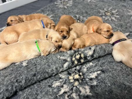 Golden Retriever for sale by DELFTBLUE