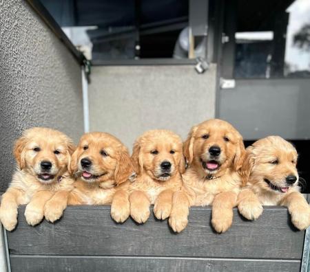 Golden Retriever for sale by DELFTBLUE