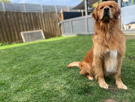 Golden Retriever for sale by DELFTBLUE