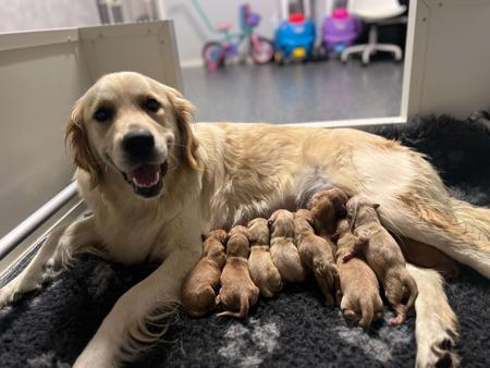 Golden Retriever for sale by DELFTBLUE