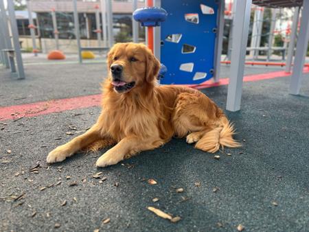 Golden Retriever for sale by DELFTBLUE