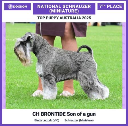 Schnauzer (Miniature) for sale by BINDY1