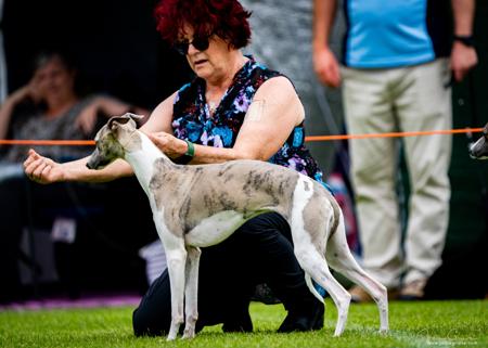 Whippet for sale by ANINBRAE