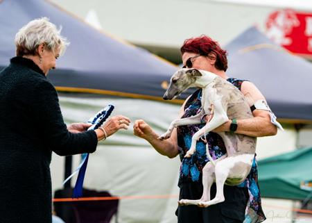 Whippet for sale by ANINBRAE