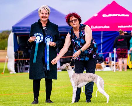 Whippet for sale by ANINBRAE