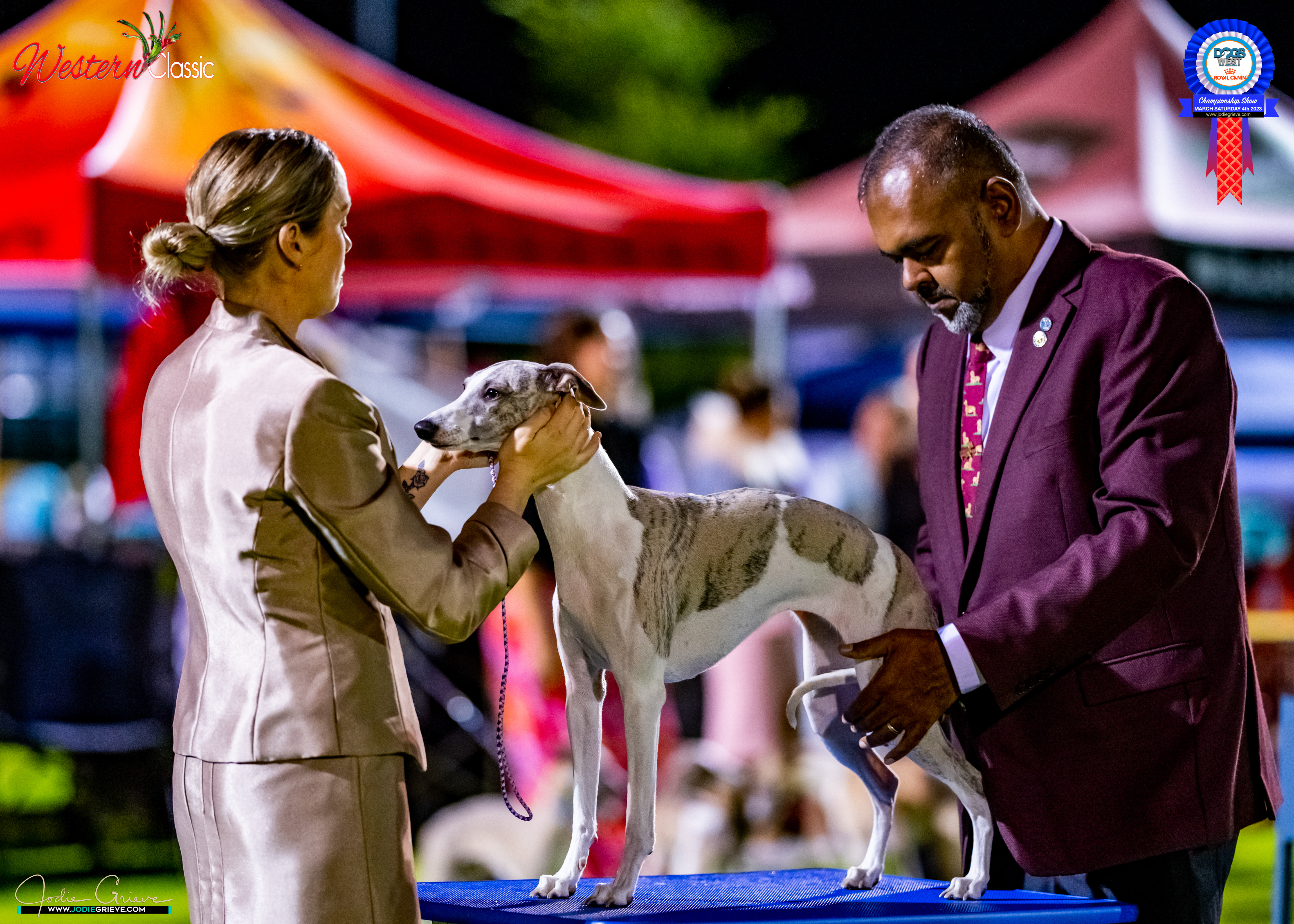 Whippet for sale by ANINBRAE