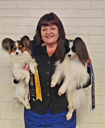 Papillon for sale by SAILOZPAPS