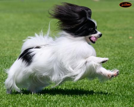 Papillon for sale by SAILOZ