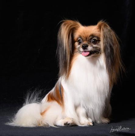 Papillon for sale by SAILOZ