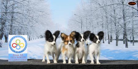 Papillon for sale by SAILOZ