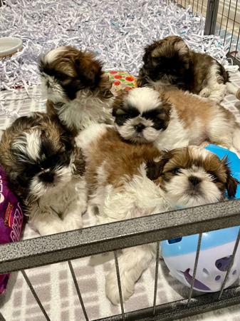 Shih Tzu puppy for sale by MACARDO