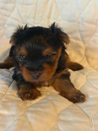 Australian Silky Terrier puppy for sale by SILKYCHARM