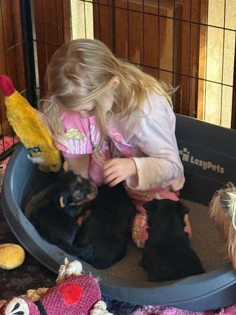 Australian Silky Terrier puppy for sale by SILKYCHARM