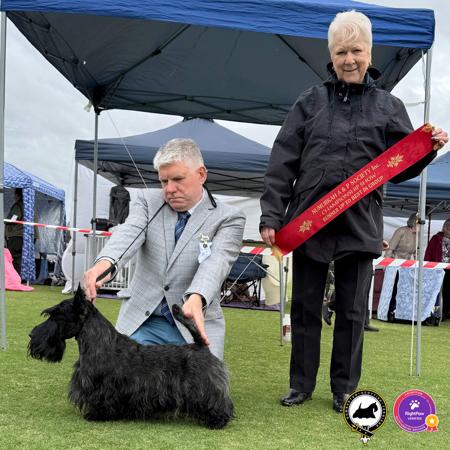 Scottish Terrier for sale by DUMBARTONS