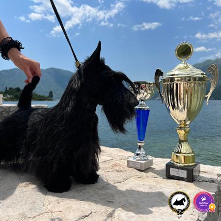 Scottish Terrier for sale by DUMBARTONS