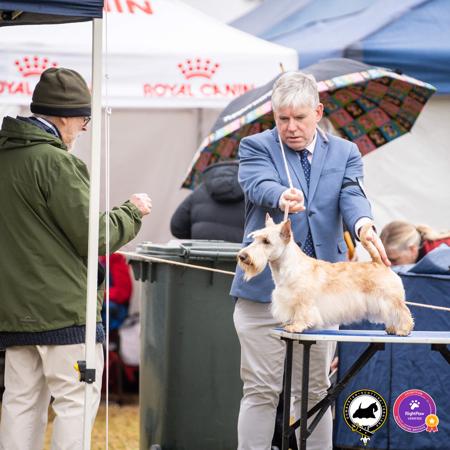 Scottish Terrier for sale by DUMBARTONS