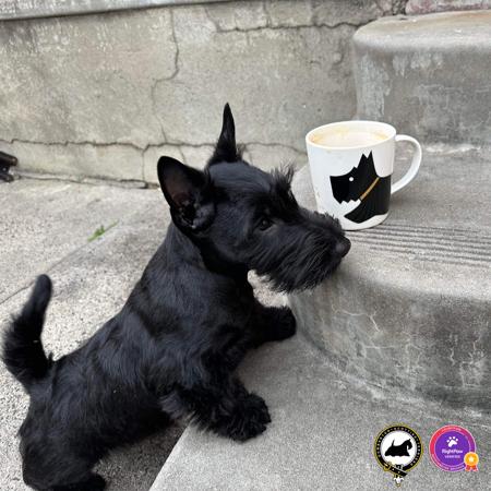 Scottish Terrier for sale by DUMBARTONS