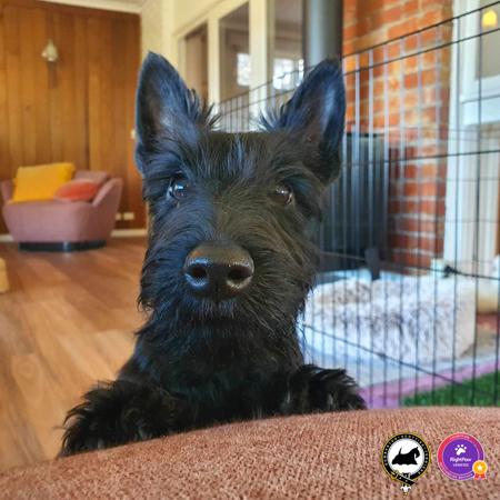 Scottish Terrier for sale by DUMBARTONS