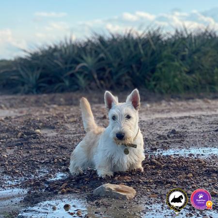 Scottish Terrier for sale by DUMBARTONS