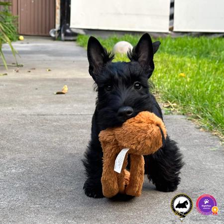 Scottish Terrier for sale by DUMBARTONS