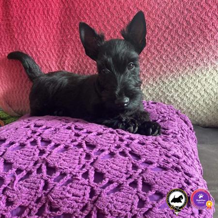 Scottish Terrier for sale by DUMBARTONS