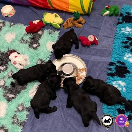 Scottish Terrier for sale by DUMBARTONS