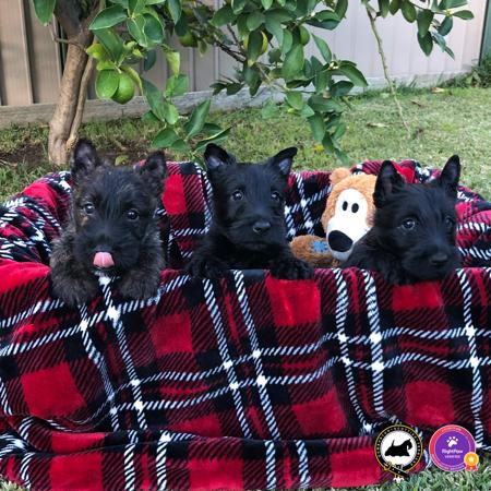 Scottish Terrier for sale by DUMBARTONS