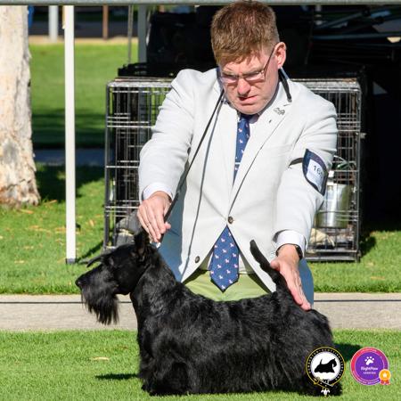 Scottish Terrier for sale by DUMBARTONS