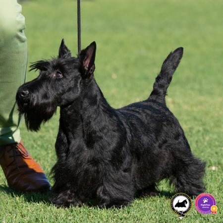 Scottish Terrier for sale by DUMBARTONS
