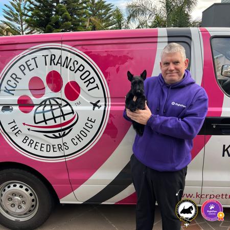 Scottish Terrier for sale by DUMBARTONS