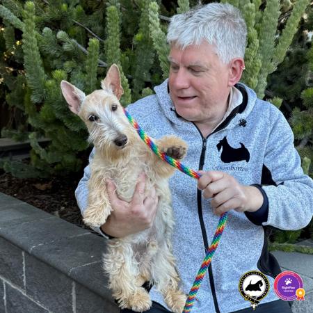 Scottish Terrier for sale by DUMBARTONS