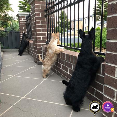 Scottish Terrier for sale by DUMBARTONS