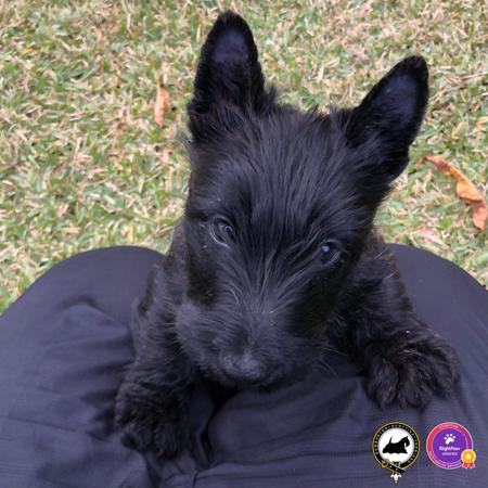 Scottish Terrier for sale by DUMBARTONS