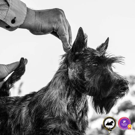 Scottish Terrier for sale by DUMBARTONS