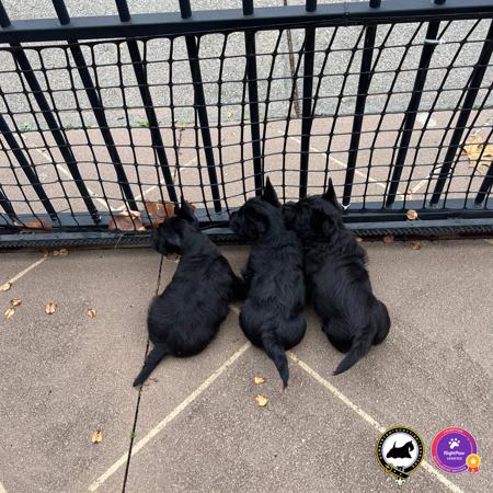 Scottish Terrier for sale by DUMBARTONS