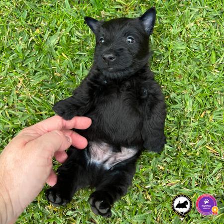 Scottish Terrier for sale by DUMBARTONS