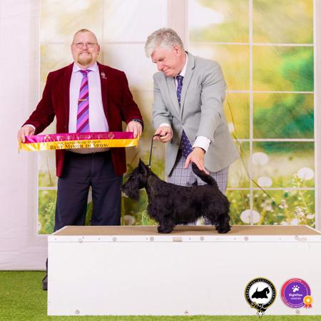 Scottish Terrier for sale by DUMBARTONS